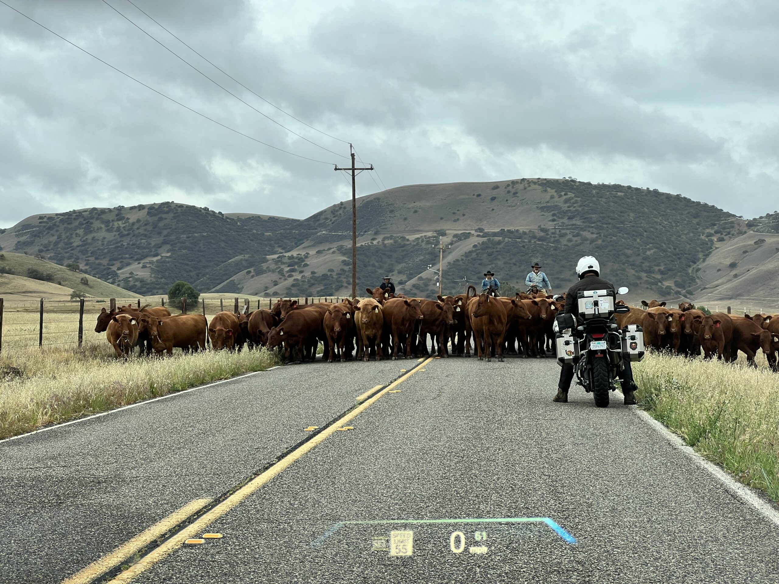 Cattle drive in Bitterwater Valley